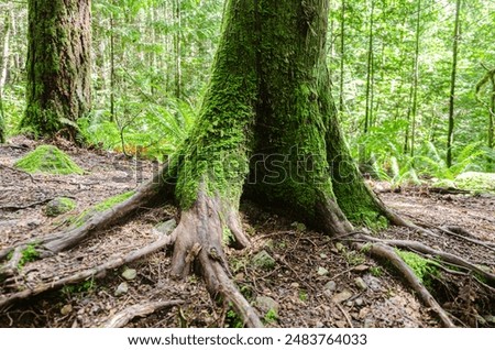 Similar – Foto Bild Vermoste Bäume am Benther Berg in Niedersachsen