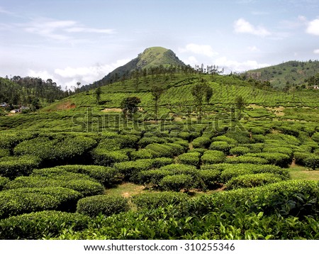 Tea Gardens, India