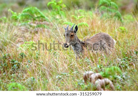 Wild, Goat, Animal, Extinct, Endangered, Nilgiri, Neelgiri, India