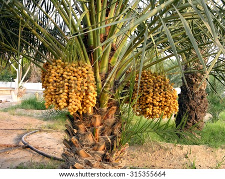 Date Palm laden with dates
