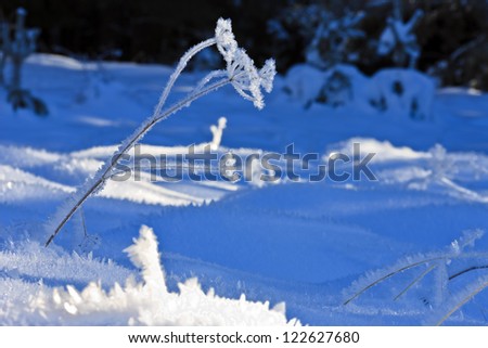 froze flower
