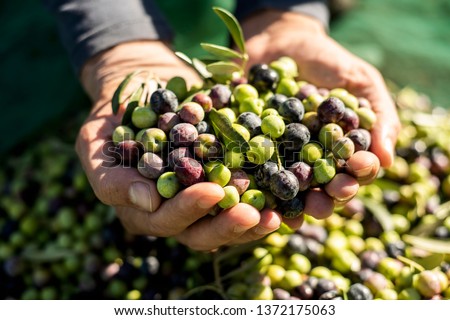 Similar – Image, Stock Photo farmers collecting olives in field of spain