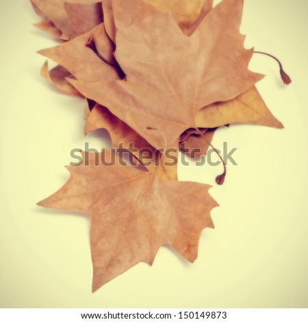 picture of a pile of dried leaves in autumn with a retro effect