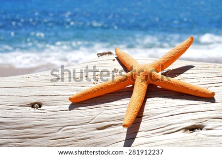 closeup of an orange seastar on an old washed-out tree trunk in the beach, with a bright blue sea in the background