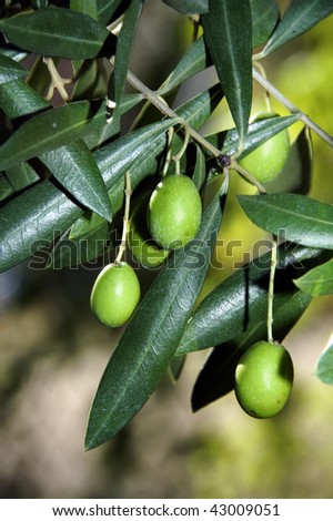 Olive tree branches with fruits in the field