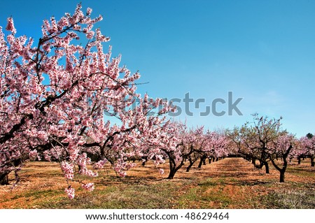 a field of blossoming almond trees in full bloom