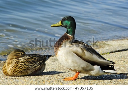 a pair of free ducks, one male and one female