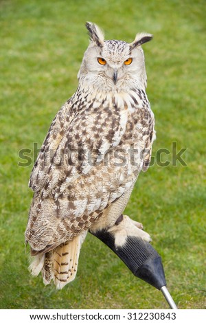 Falconry. Portrait of Siberian eagle owl looking at camera.
