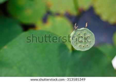 beautiful lotus seed and lotus leaf