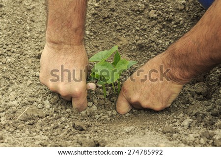 farmer planting a cucumber seedling in the vegetable garden