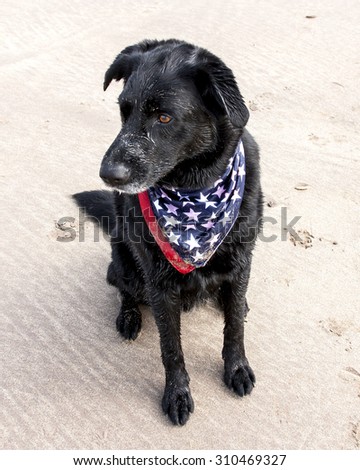black lab dog wearing American flag bandanna.  Isolated on sand