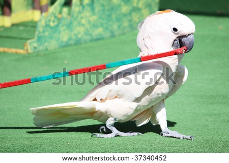 a white parrot performing on stage in front of an audience pullin a cart in it\'s beak
