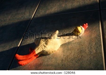 Rubber chicken squeeky toy on tile floor in late day lighting (a thanksgiving platter for your dog)
