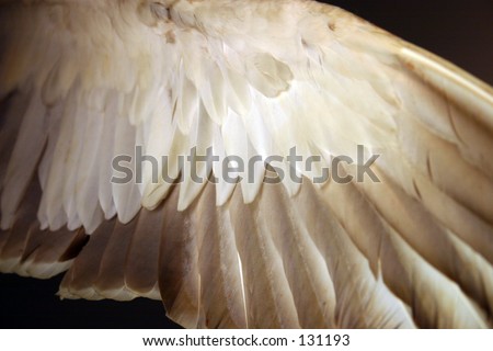 Outstretched wing, shot from below in low light; feathers various shades of dark and light