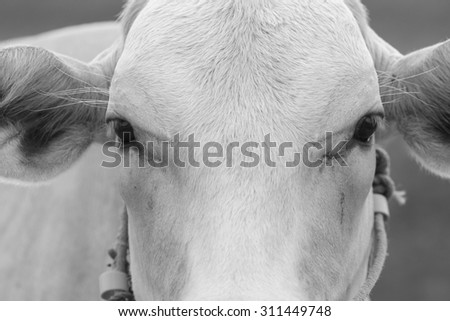 Cow\'s face