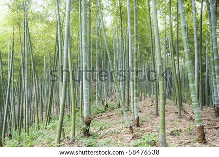 the bamboo of a forest outdoor in china
