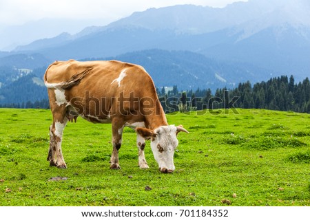 Similar – Image, Stock Photo Brown cow grazing on a meadow