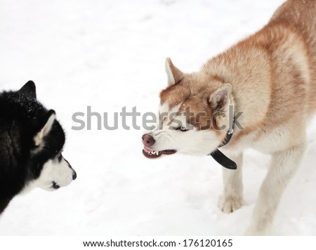 Angry siberian husky dog winter portrait at the time of the fight. small depth of field