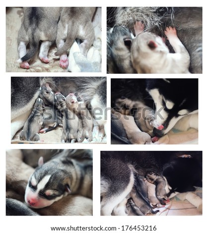 collage on the theme of the birth of puppies Husky.