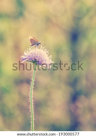 butterfly on the flower in the field, in instagram effect