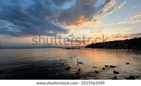 Similar – Foto Bild Schwäne bei Sonnenuntergang