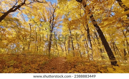 Similar – Image, Stock Photo Ice Age | Forest Puddle