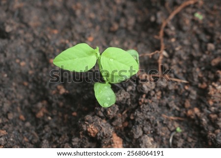 Similar – Image, Stock Photo shooting with a butterfly