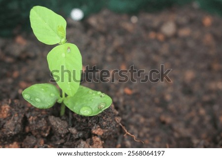 Similar – Image, Stock Photo shooting with a butterfly
