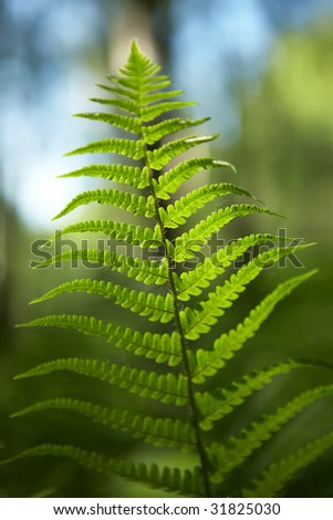 Green leaf of fern - shallow focus depth on center of leaf