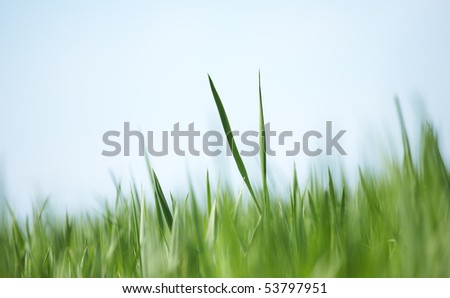 Green grass abstract background - soft focus. Shallow focus depth on two blades of grass in center