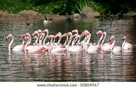 Group Of Chilean Flamingos Swimming Stock Photo 30804967 : Shutterstock