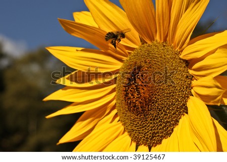 bumble bee hovering to collect pollen from a beautiful sunflower