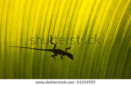 Silhouette of a gecko lizard on a waxy tropical leaf viewed from underneath in the sunshine.