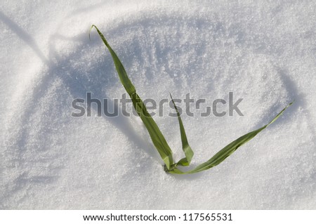 Green blade drawing a circle on snow. Hours measuring seasons.