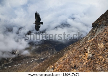 Eagle soaring over storm clouds in the Himalayas.