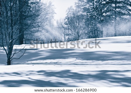 The monochrome landscape tinted in blue color. Winter forest in a gaze penetrated by rays of light.