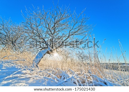 Apple-tree garden in the winter in sunshine. View of trees from below through a grass in hoarfrost.