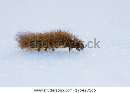 The first caterpillar which has woken up by spring creeps on snow.