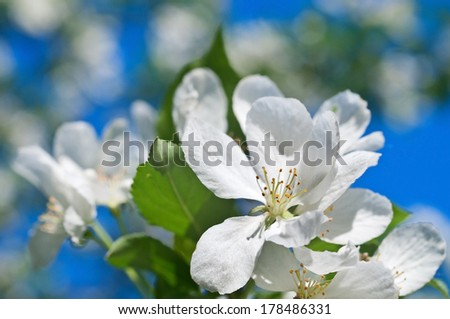 Natural background. Branch of a blossoming apple-tree against the blue sky and bright patches of light.