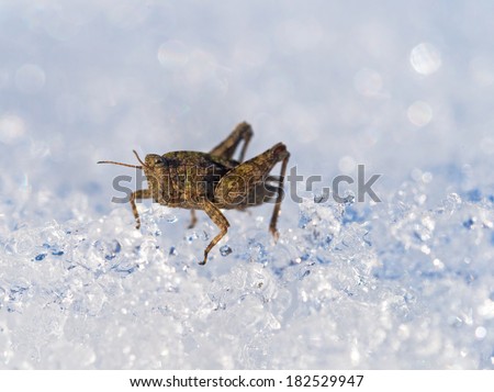 Grasshopper on ice - woken up unusually early in March because of global warming.