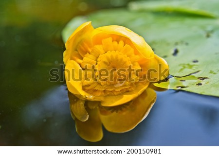 Flower of a can-dock yellow close up being reflected in water surface.