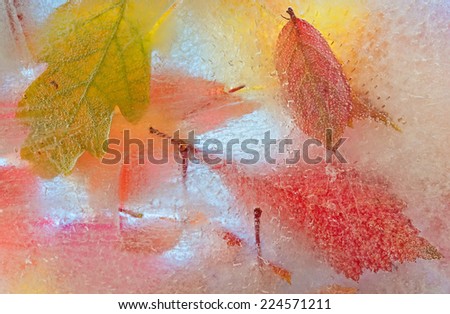 The multi-colored autumn leaves which froze in transparent ice. Natural natural background.