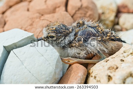 Ã�?aby bird who has hatched from egg of the sandpiper hides in pebble on  river bank.