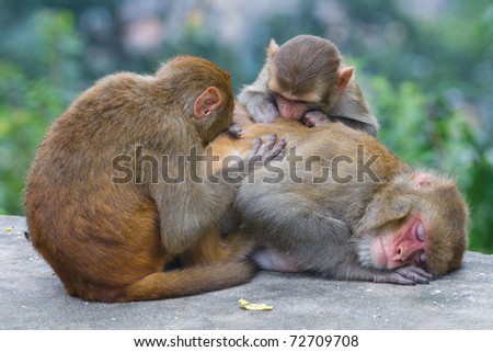 Three monkeys sleep. Nepal, Kathmandu.