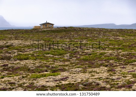 Rural House at Blooming moss field in Iceland at summer