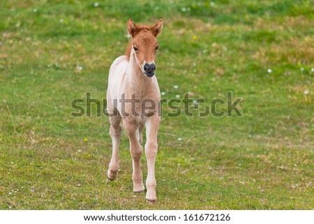 Brown Horse Foal in a Green Field of Grass.