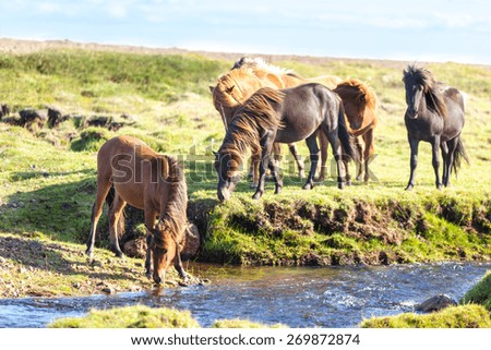 Horses in a green field of grass at Iceland Rural landscape. Horizontal shot