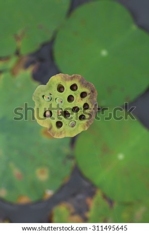 top view of lotus in the pond.