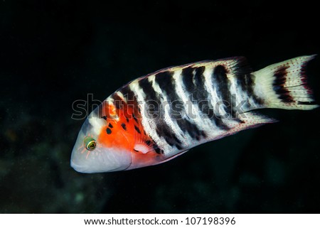 zebra style fish