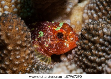 red stone fish hiding in hard coral